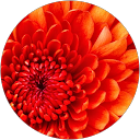 Photo de profil de priya padma